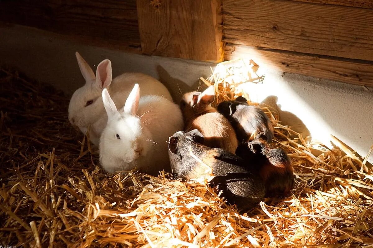 Hasen und Meerschweinchen zum Streicheln
